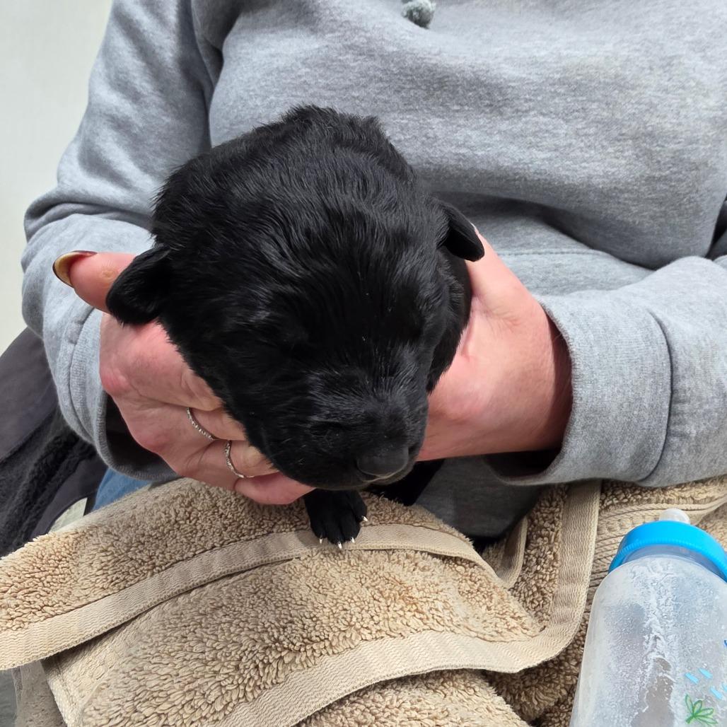 Enlarge Zora 7, a Adoptable Mixed Breed in Mount Shasta, CA image 4/4