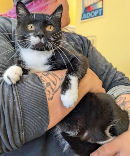 Merigold, Adoptable, Adult Female Domestic Short Hair & Domestic Short Hair.