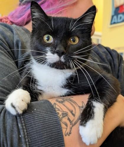 Merigold, Adoptable, Adult Female Domestic Short Hair & Domestic Short Hair.