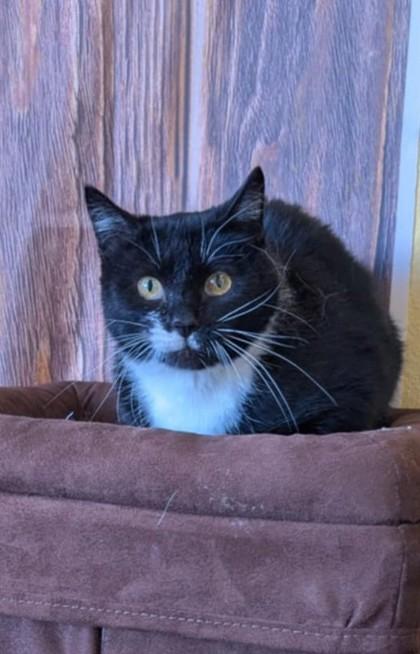 Enlarge Merigold, a Adoptable Domestic Short Hair in La Harpe, KS image 2/3