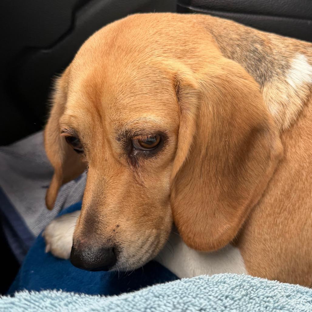 Lilly, Adoptable, Adult Female Beagle.