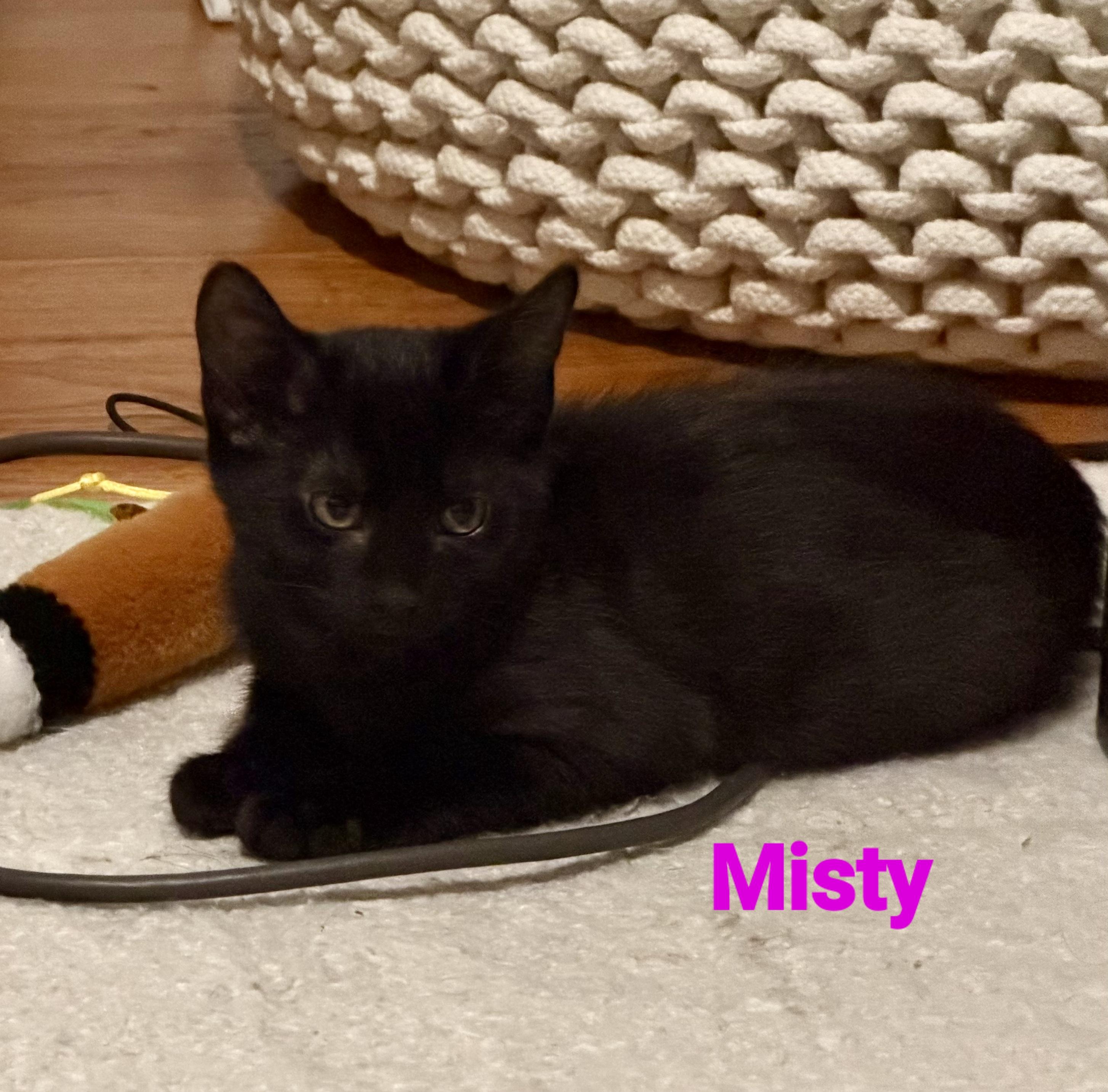 Enlarge Misty, a Adopted American Shorthair in Mount Pleasant, SC image 1/1