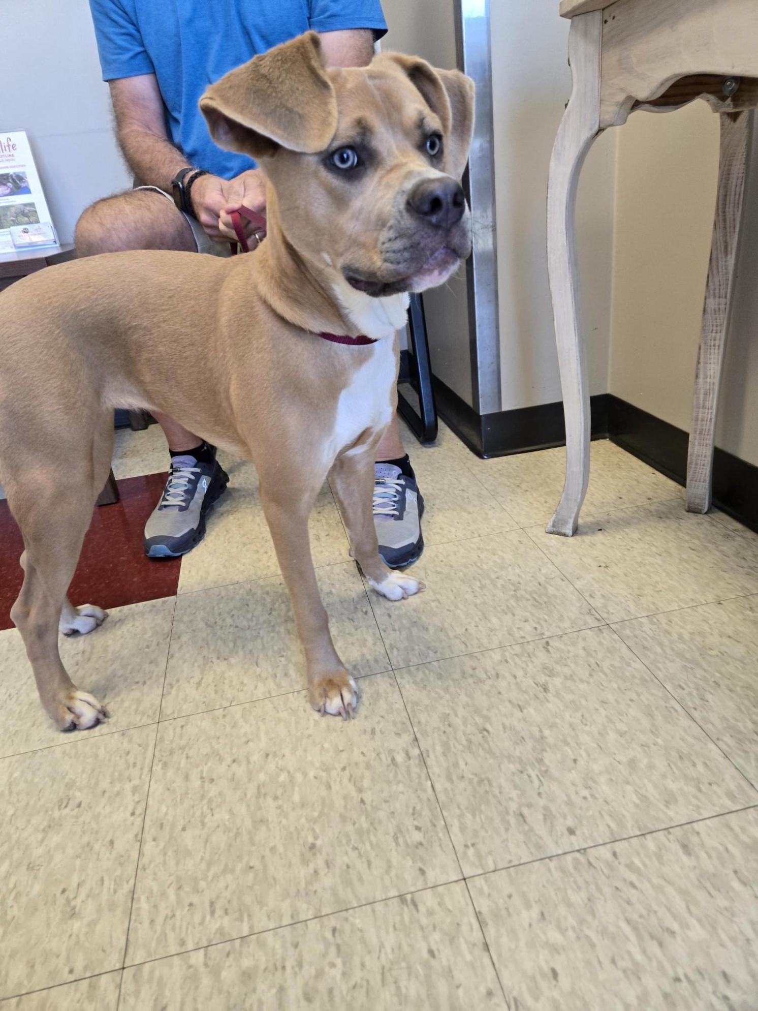 Lulu A213649