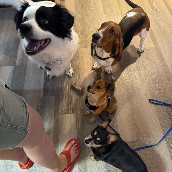 Turkey Thanksgiving — thumbnail 2