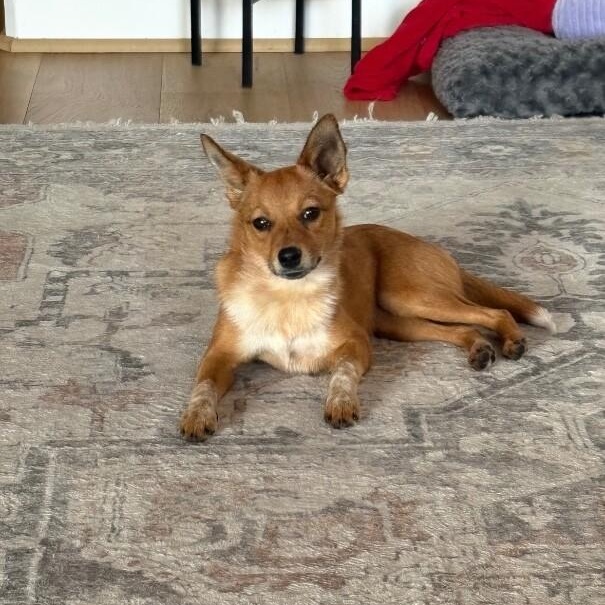 Turkey Thanksgiving — thumbnail 4