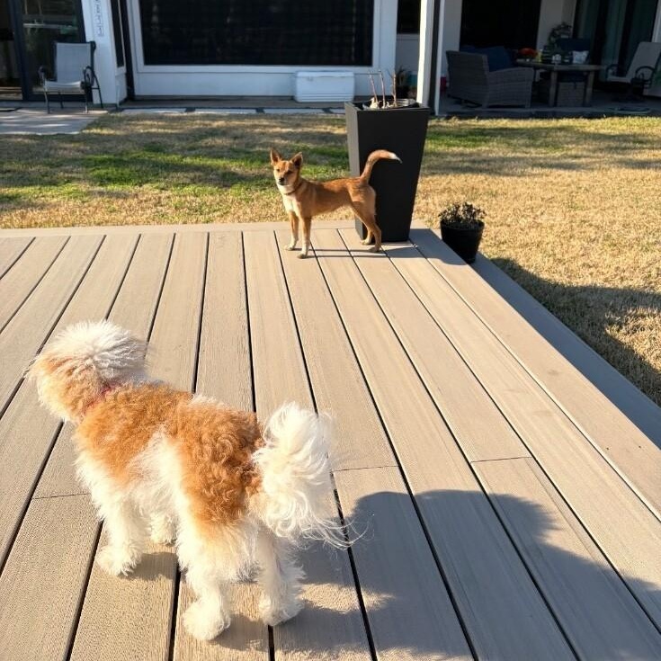 Turkey Thanksgiving — thumbnail 5