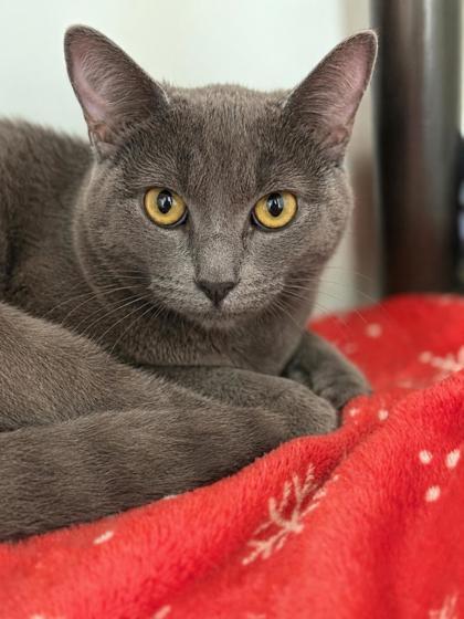 Enlarge Avocado, a Adoptable mixed breed in Gwinn, MI image 1/1