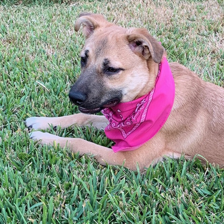 Enlarge PRECIOUS, a Adoptable mixed breed in Groton, CT image 4/6