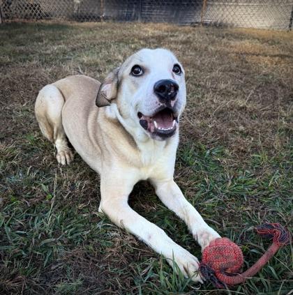 Ghost, a Adoptable mixed breed in Conway, SC image 1/2