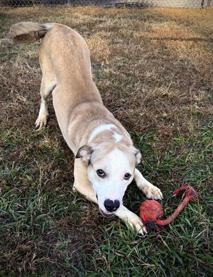 Ghost, a Adoptable mixed breed in Conway, SC image 2/2