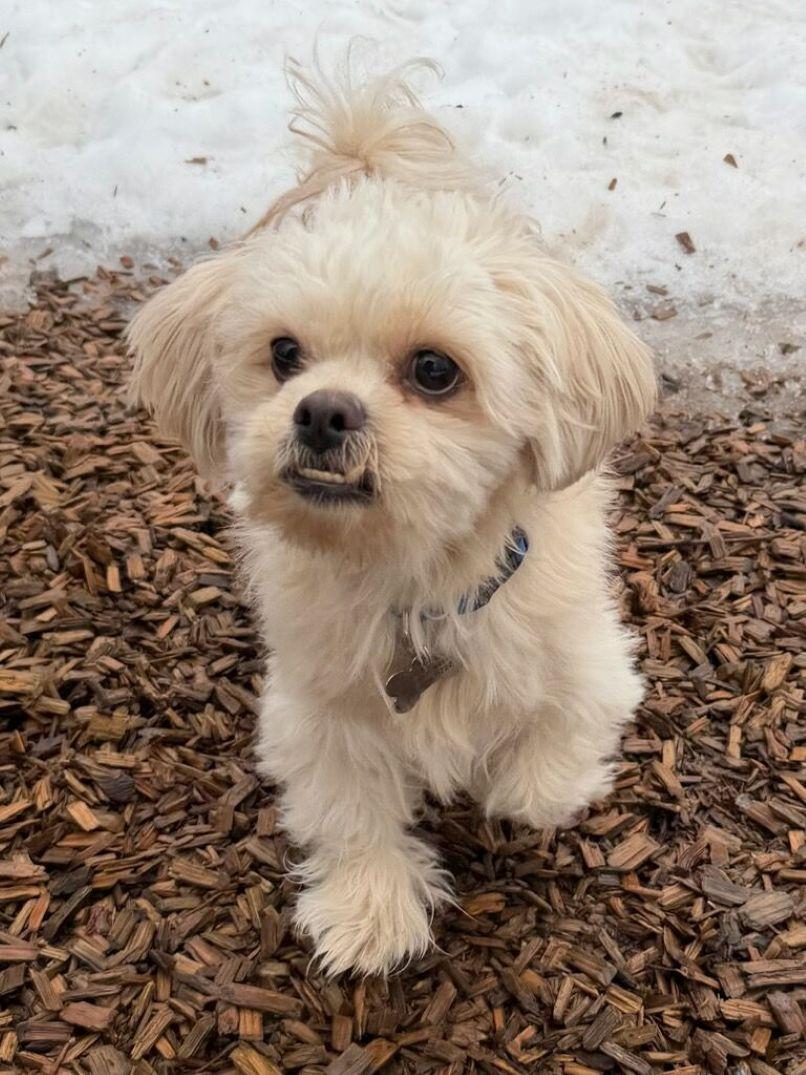 Enlarge Chewy, an adopted mixed breed in East Hartford, CT image 4/6