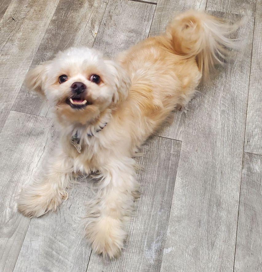 Enlarge Chewy, an adopted mixed breed in East Hartford, CT image 5/6