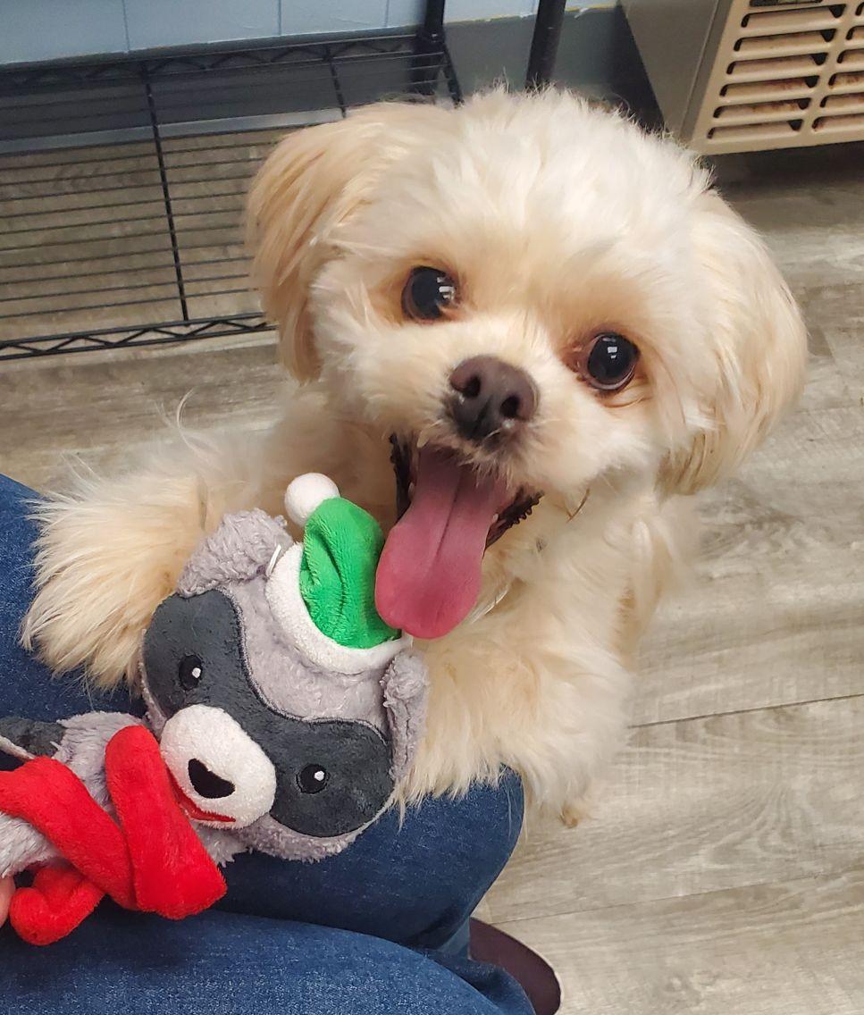 Chewy, adopted, Young Male Shih Tzu & Lhasa Apso.