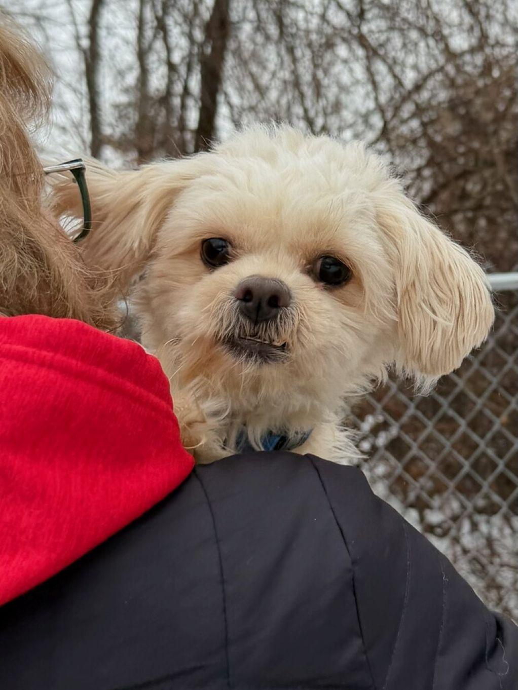 Enlarge Chewy, an adopted mixed breed in East Hartford, CT image 3/6