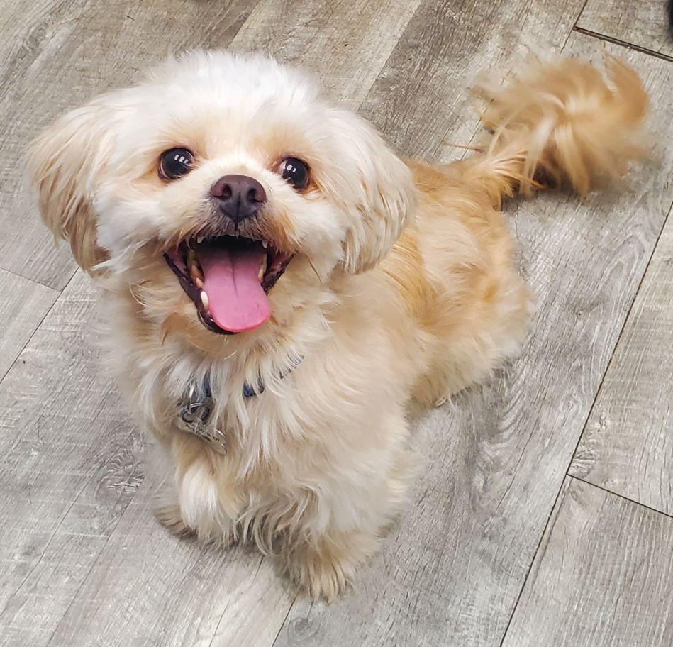 Enlarge Chewy, an adopted mixed breed in East Hartford, CT image 2/6