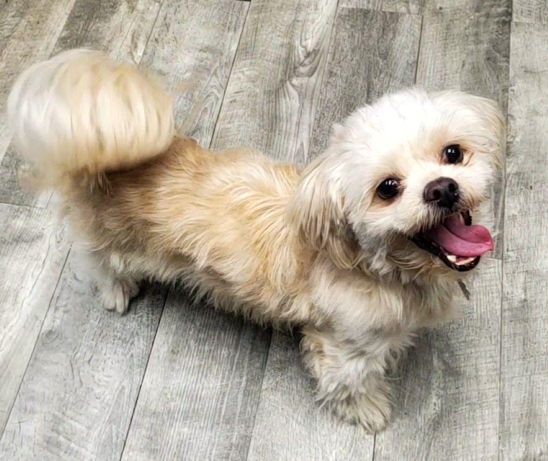 Enlarge Chewy, an adopted mixed breed in East Hartford, CT image 6/6