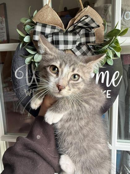 Enlarge Frank, a Adoptable mixed breed in Berwick, PA image 1/1