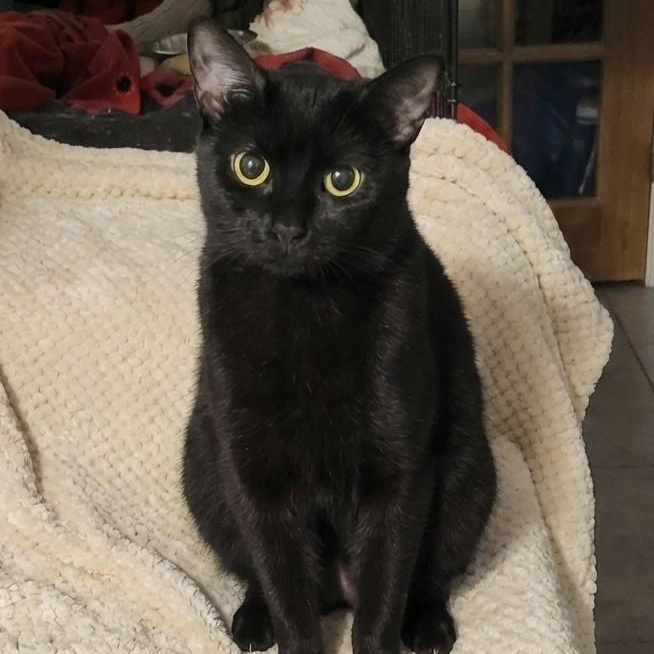Enlarge Contessa (aka Tessa), a ADOPTABLE Domestic Short Hair in Scarborough, ON image 1/1