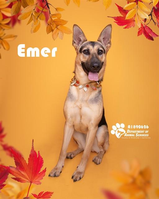 EMER, Adoptable, Adult Female German Shepherd Dog.