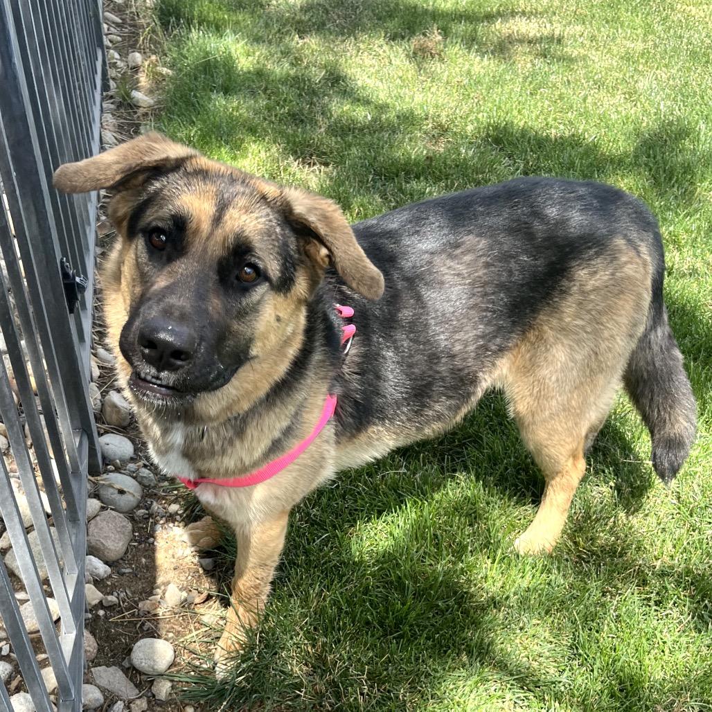 SHADOW, a Adoptable Shepherd in Cashmere, WA image 1/5