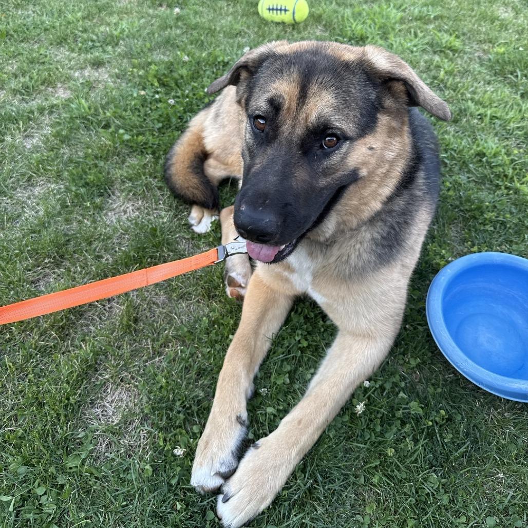 SHADOW, a Adoptable Shepherd in Cashmere, WA image 3/5