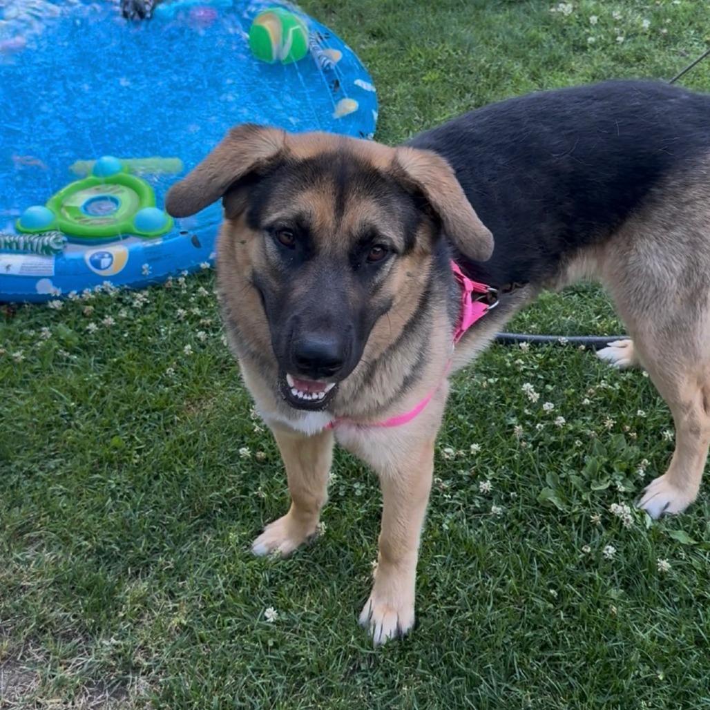 SHADOW, a Adoptable Shepherd in Cashmere, WA image 4/5