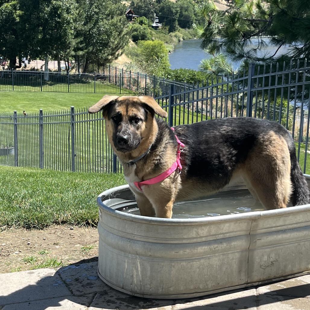 SHADOW, a Adoptable Shepherd in Cashmere, WA image 5/5