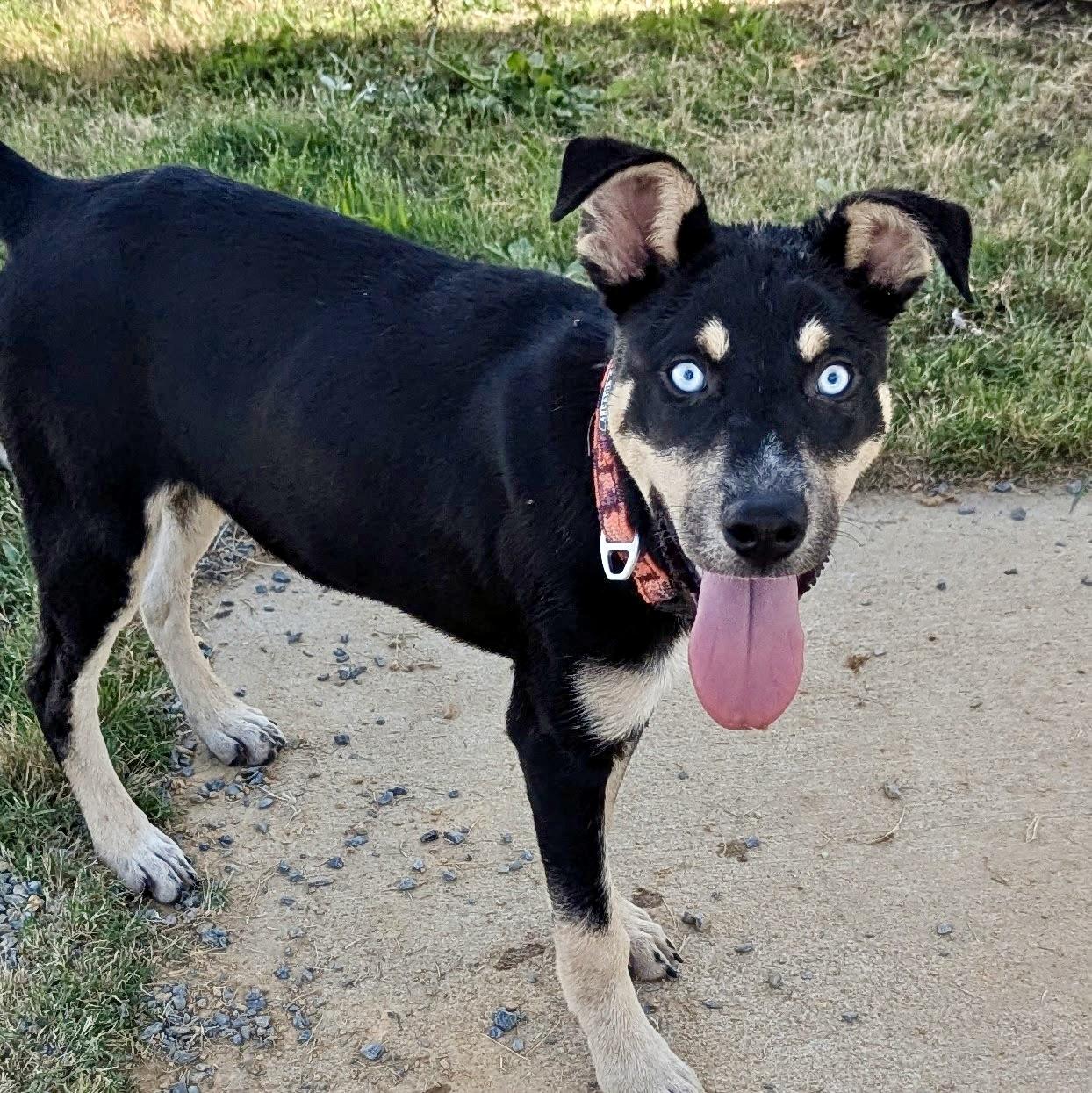 Shamya, an adopted mixed breed in Paramus, NJ image 2/6