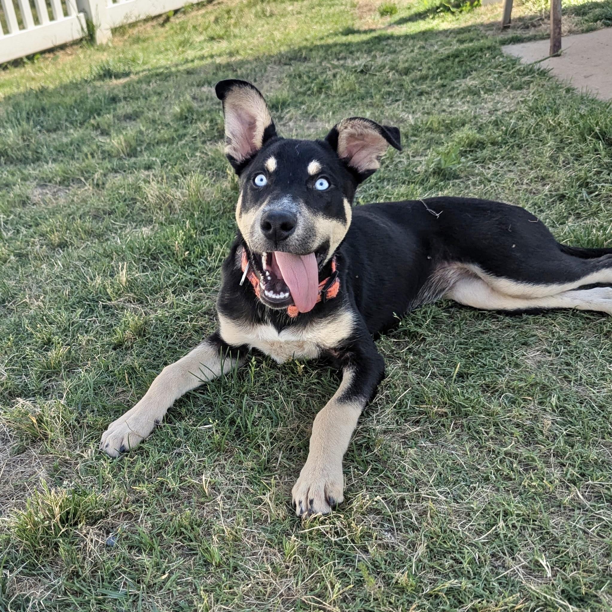 Shamya, an adopted mixed breed in Paramus, NJ image 1/6