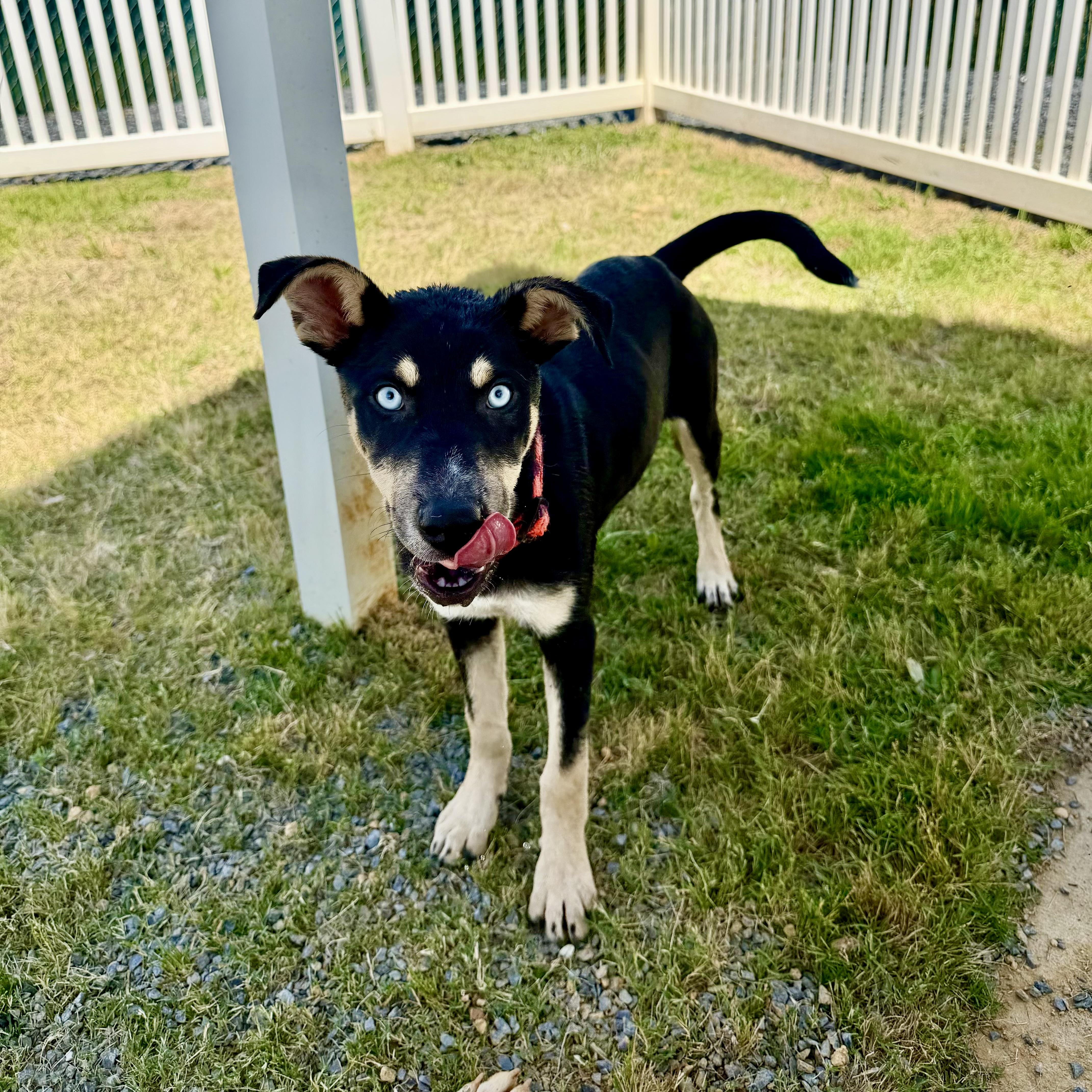 Shamya, an adopted mixed breed in Paramus, NJ image 3/6