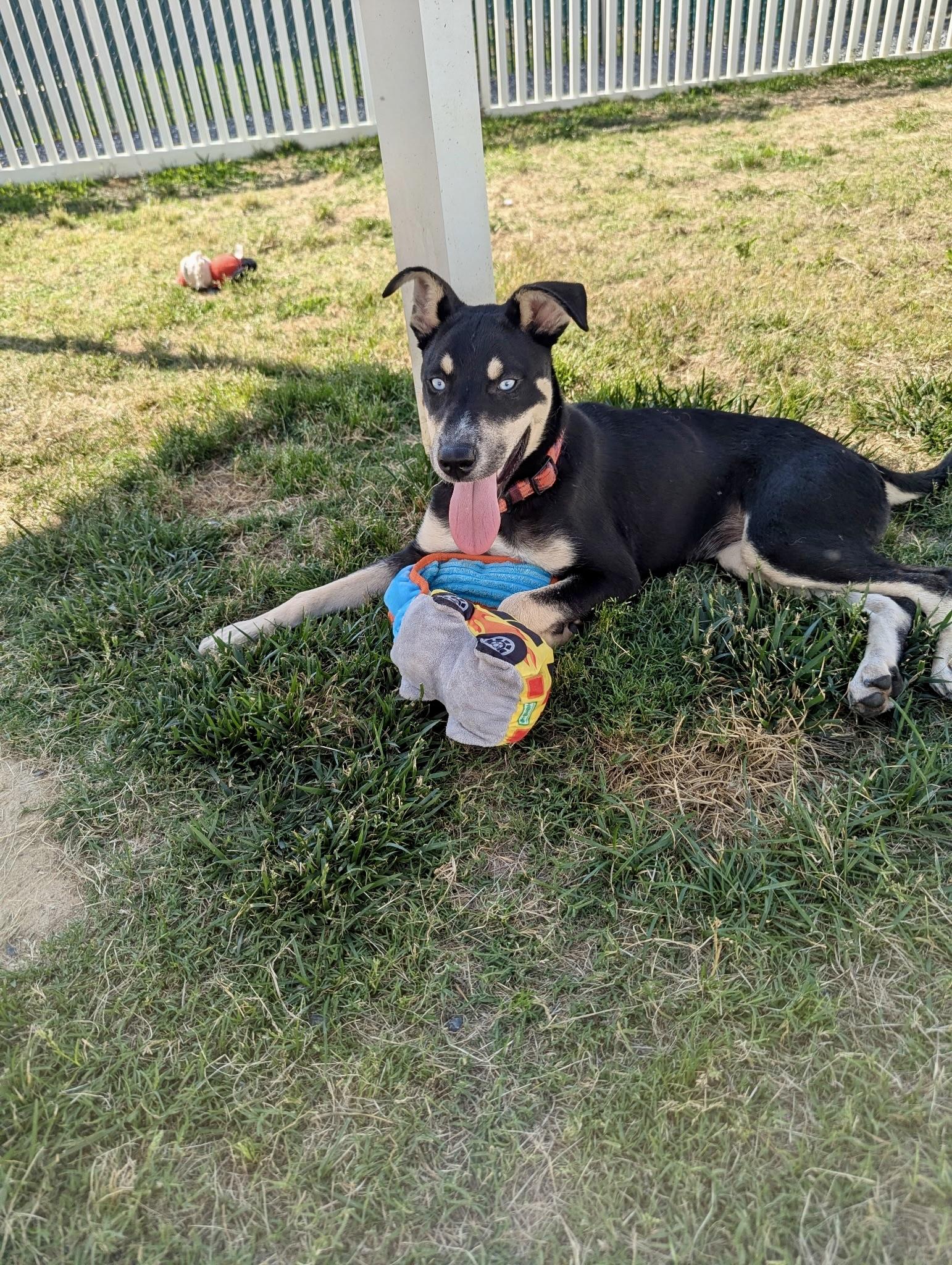Shamya, an adopted mixed breed in Paramus, NJ image 6/6