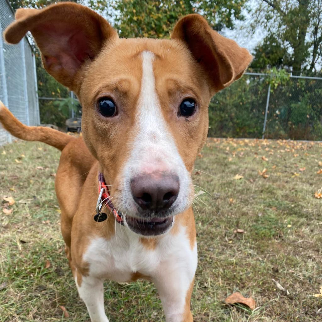 Meyers, Adoptable, Senior Male Terrier & Mixed Breed.