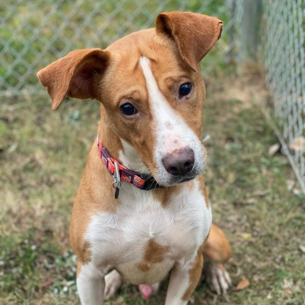 Enlarge Meyers, a Adoptable mixed breed in Tuscaloosa, AL image 3/6