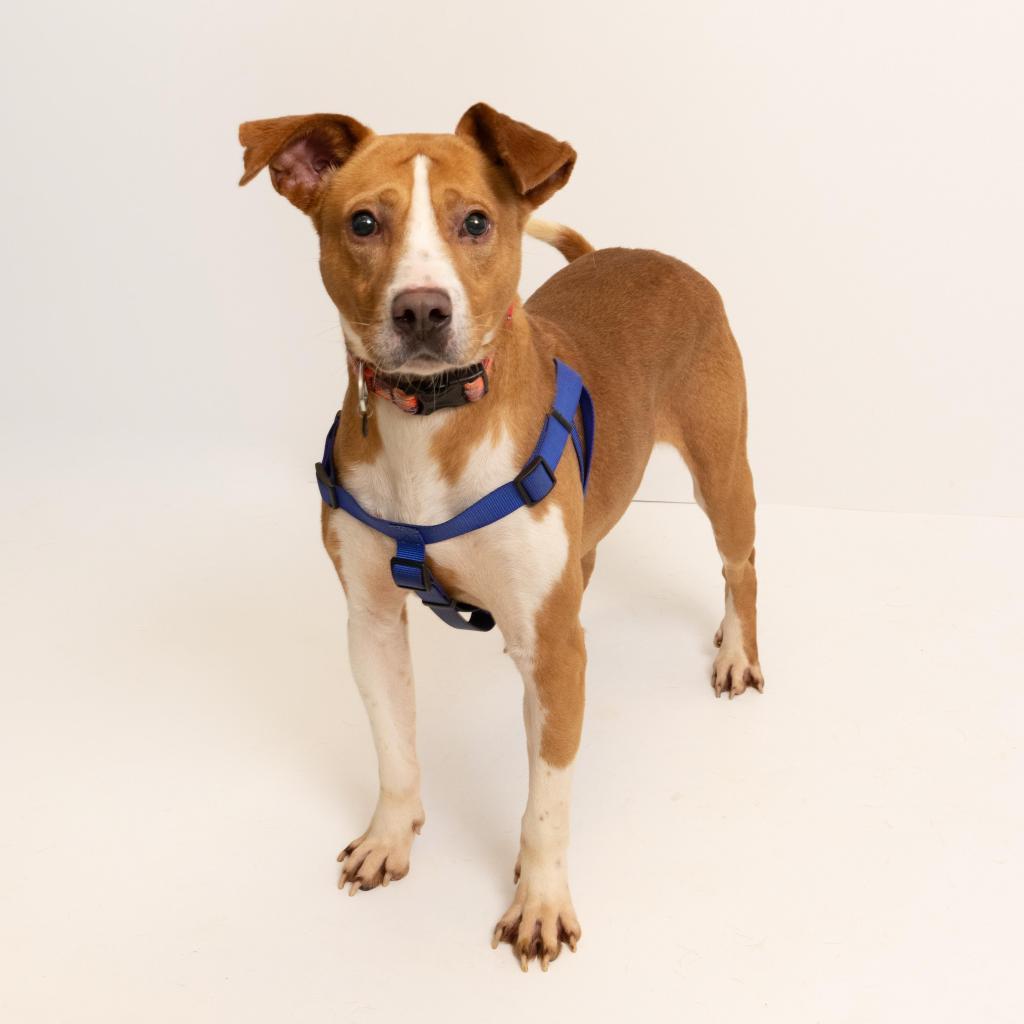 Enlarge Meyers, a Adoptable mixed breed in Tuscaloosa, AL image 5/6