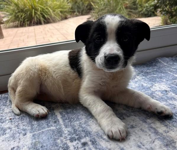 Starling, Adoptable, Puppy Female Australian Shepherd.