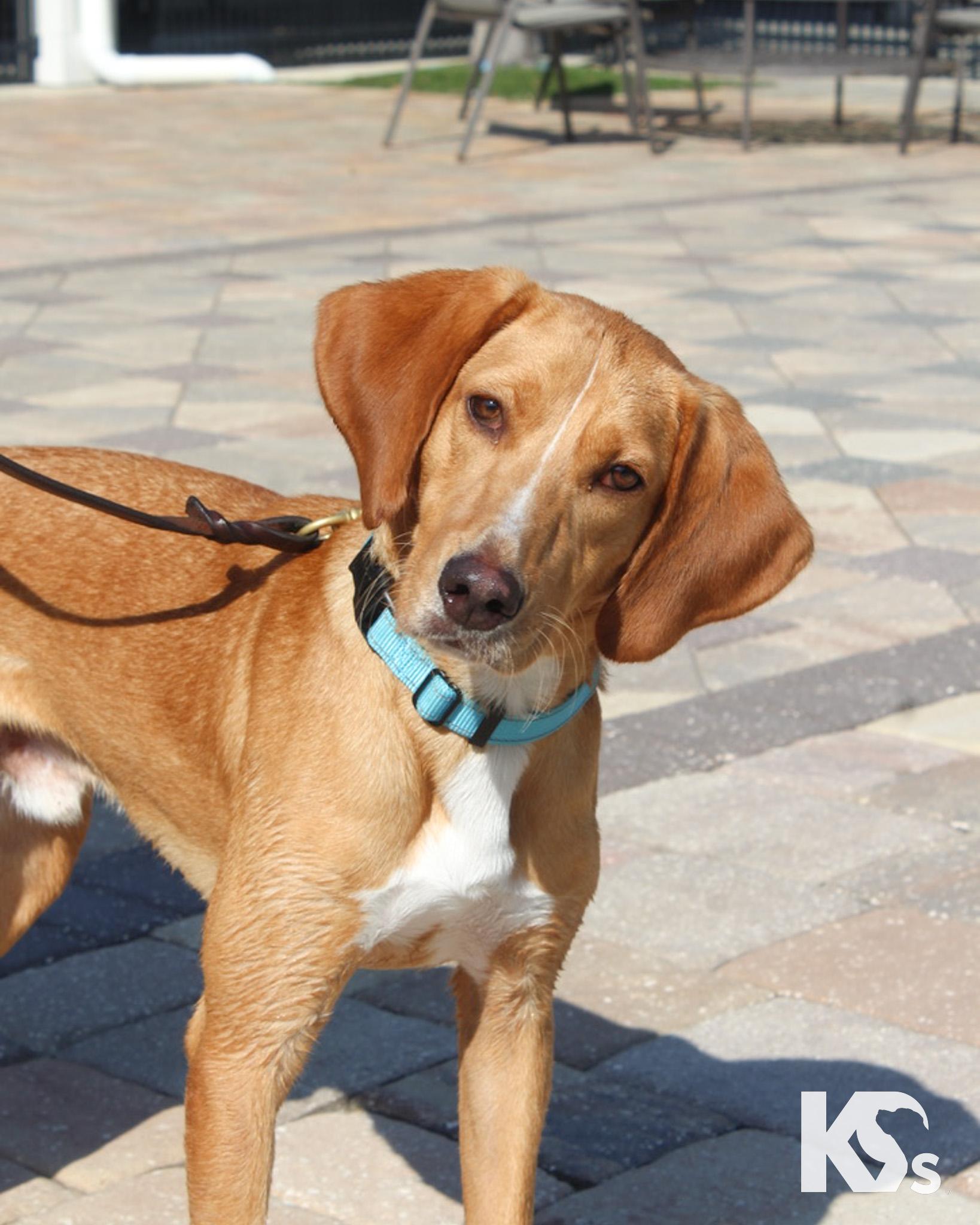Mouse, a Adoptable mixed breed in Ponte Vedra, FL image 3/6