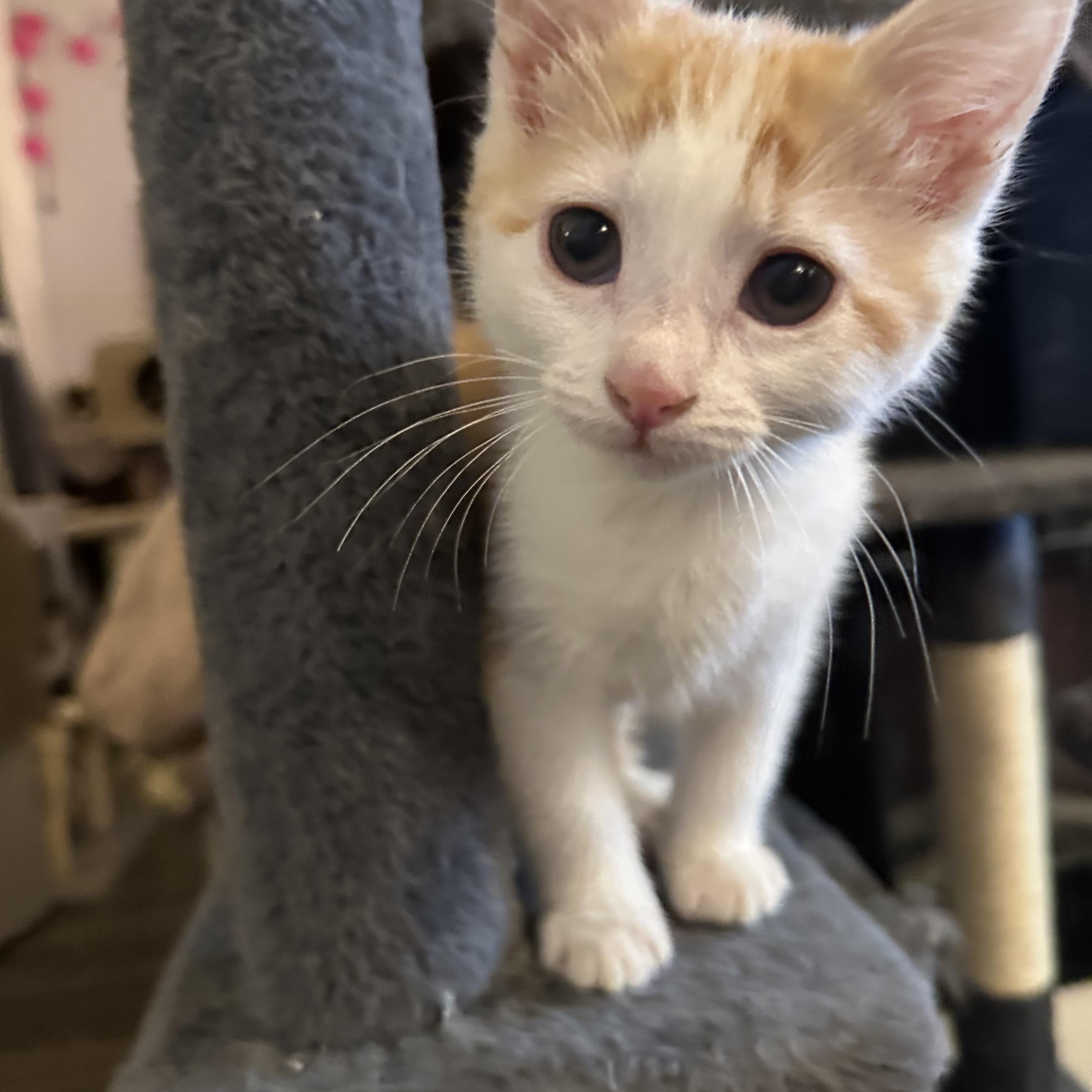 Enlarge Champagne, a Adoptable Domestic Short Hair in Missoula, MT image 1/1