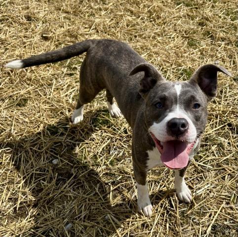 RUSS, Adoptable, Young Male Pit Bull Terrier.