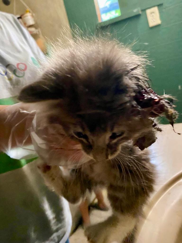 C927-25 Duran Foster, Adoptable, Young Female Domestic Long Hair.