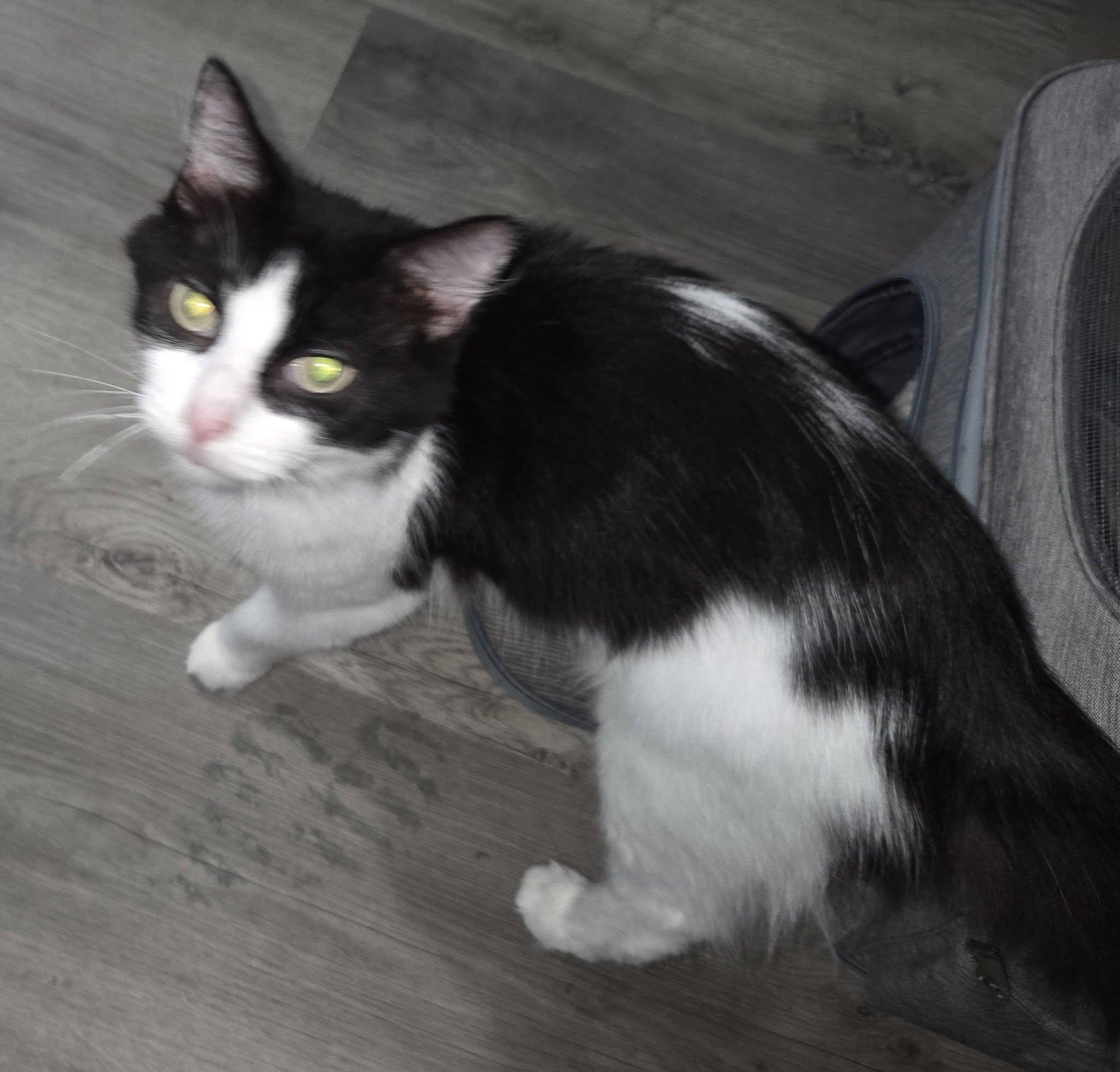 Enlarge Violet, a Adoptable Domestic Long Hair in Vine Grove, KY image 2/6