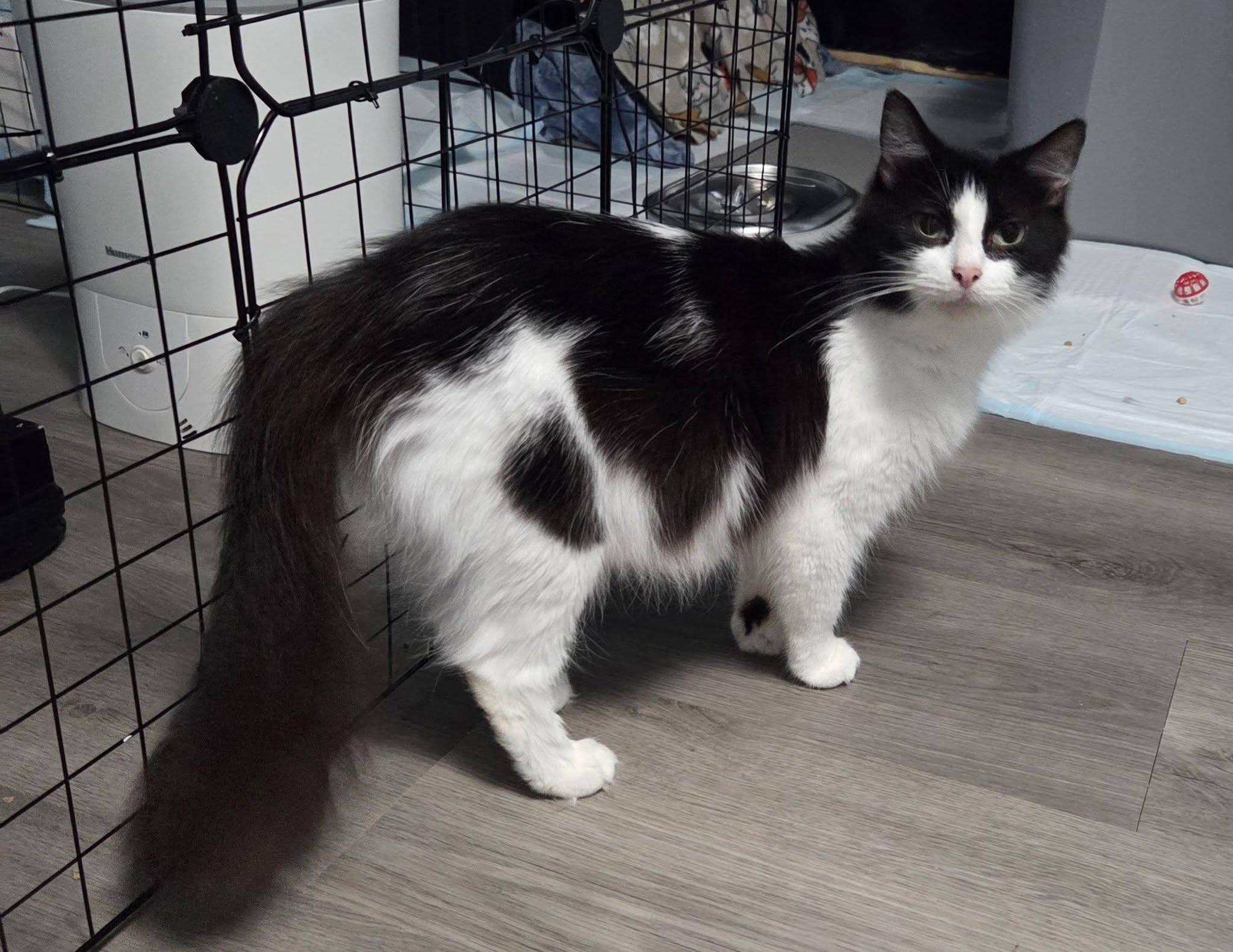 Enlarge Violet, a Adoptable Domestic Long Hair in Vine Grove, KY image 6/6