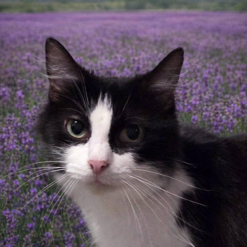 Violet, Adoptable, Adult Female Domestic Long Hair.
