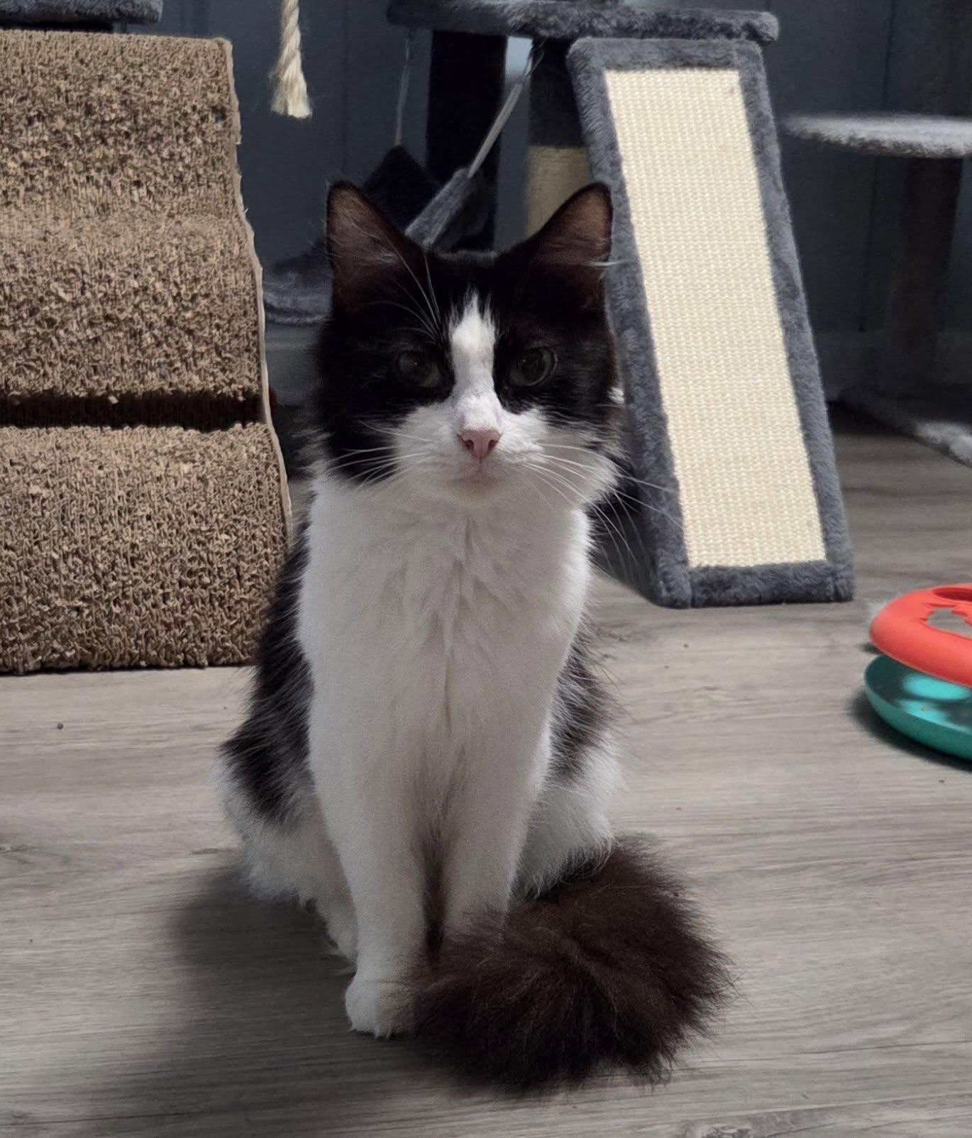 Enlarge Violet, a Adoptable Domestic Long Hair in Vine Grove, KY image 4/6