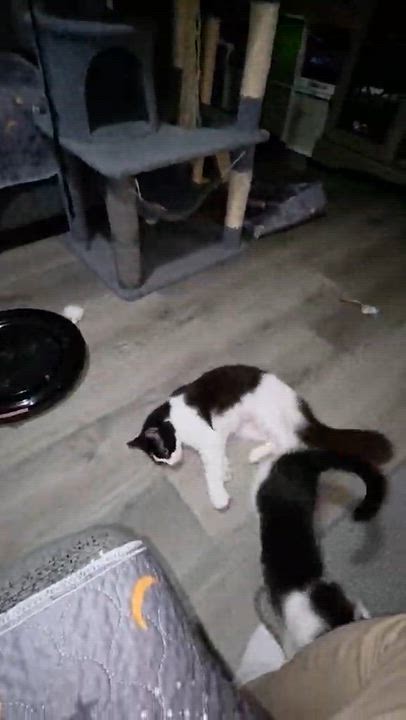 Enlarge Violet, a Adoptable Domestic Long Hair in Vine Grove, KY video 5/6