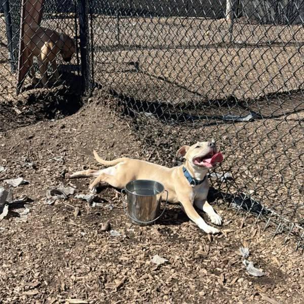 Pippa 01-1426, Adoptable, Adult Female American Staffordshire Terrier.