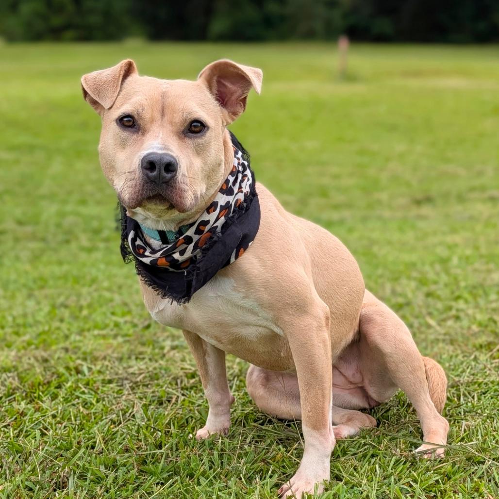 Enlarge Pippa 01-1426, a Adoptable American Staffordshire Terrier in Tyrone, GA image 2/6