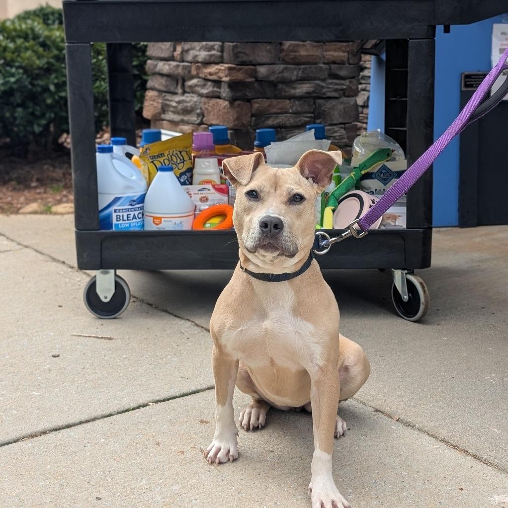 Pippa 01-1426, a Adoptable American Staffordshire Terrier in Tyrone, GA image 2/6