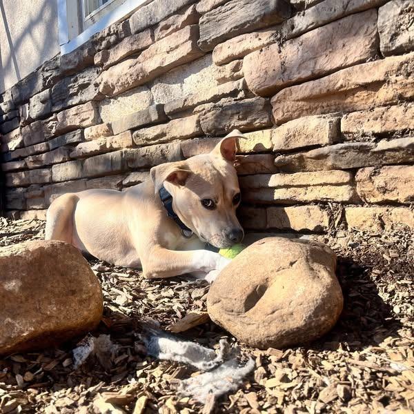 Pippa 01-1426, a Adoptable American Staffordshire Terrier in Tyrone, GA image 3/6