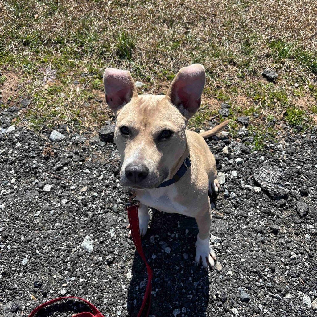 Pippa 01-1426, a Adoptable American Staffordshire Terrier in Tyrone, GA image 4/6