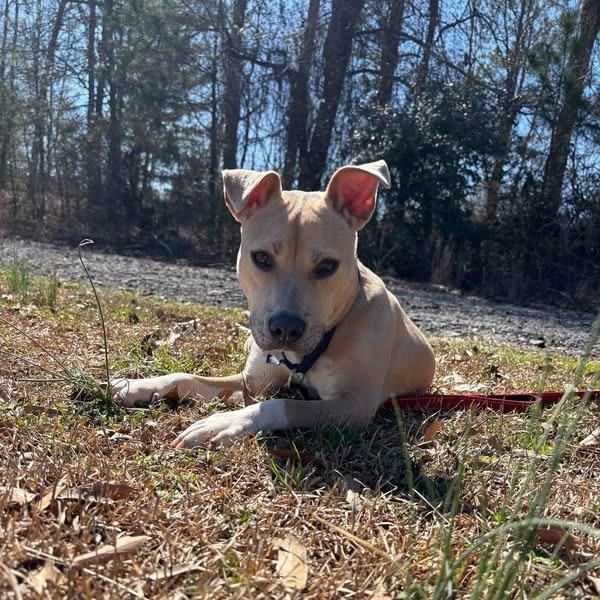 Pippa 01-1426, a Adoptable American Staffordshire Terrier in Tyrone, GA image 5/6